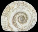 Cut and Polished Lower Jurassic Ammonite - England #62567-1